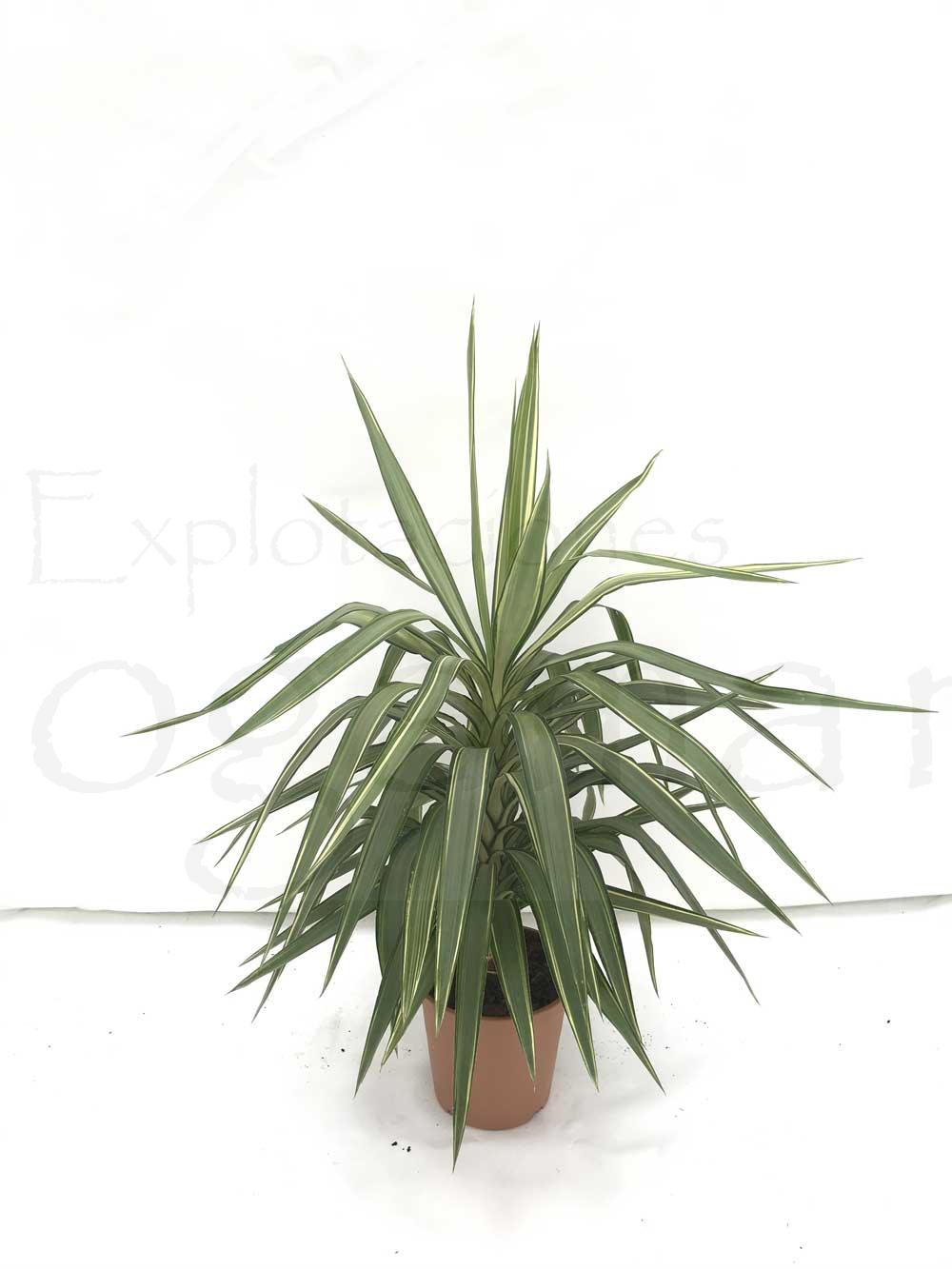 Yucca-jewel-c22