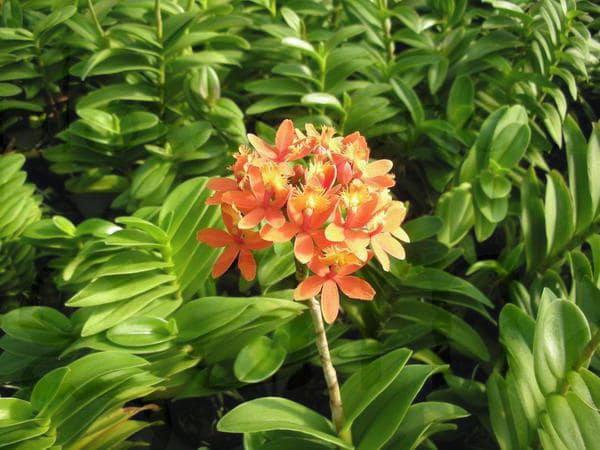 comprar-zamioculcas-Explotaciones-Jogamar