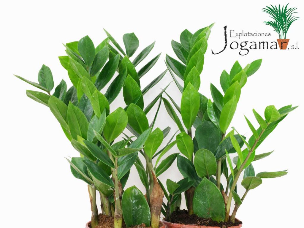 Plantas ornamentales resistentes al sol - Explotaciones Jogamar SL