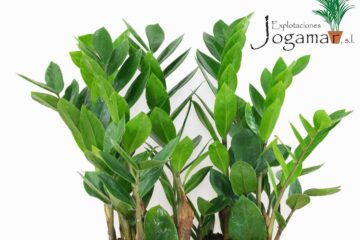 comprar-zamioculcas-almería