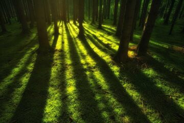 Plantas para zonas sombrías