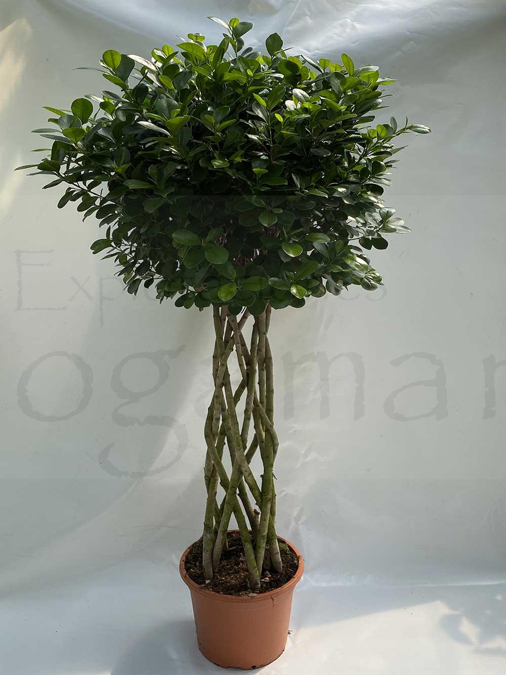 Ficus-columna-c35