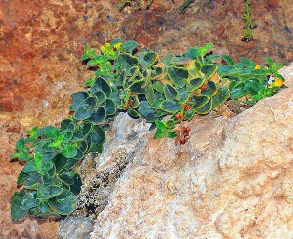 Plantas en peligro de extinción en Andalucía Gadoria-falukei