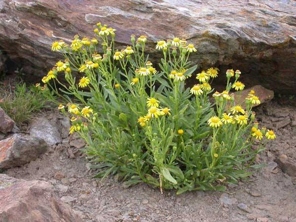 Tephroseris elodes