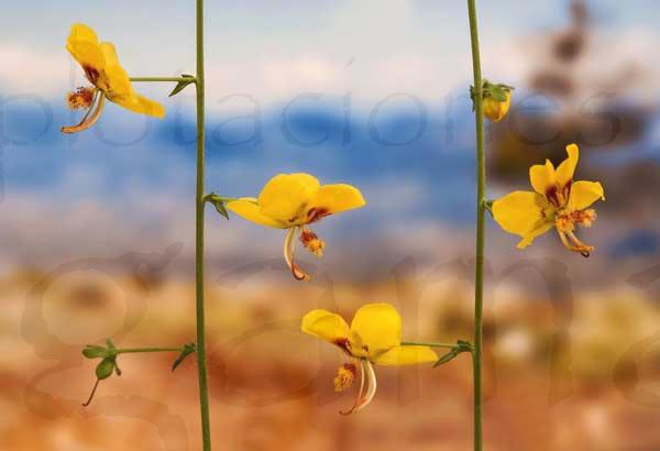 Verbascum_prunellii
