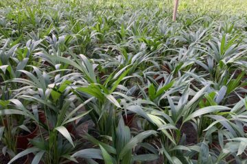 palmeras-ornamentales