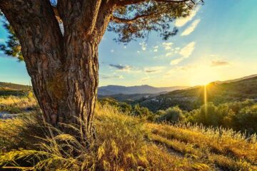 plantas-en-peligro-de-extinción-en-Andalucía