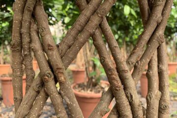 Plantas-ornamentales-leñosas