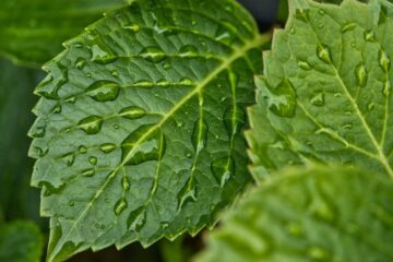 plantas-de-hojas-grandes