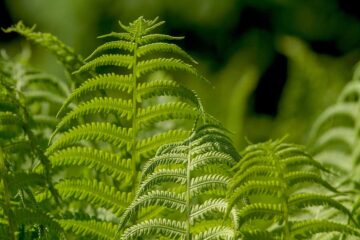 plantas ornamentales sin flores