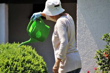 El cuidado de las plantas en verano
