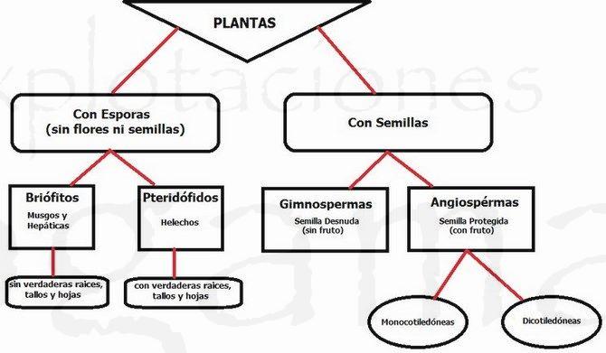 clasificacion-de-las-plantas