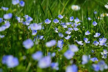 Clasificación de las plantas