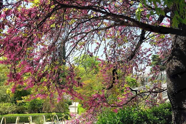 Plantas ornamentales alimenticias y medicinales - Explotaciones 