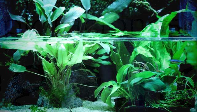 plantas-acuáticas-sumergidas