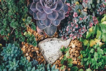 plantas ornamentales alimenticias y medicinales