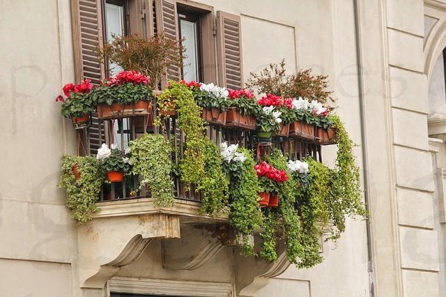 plantas para el balcón