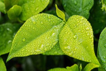Beneficios de la lluvia para las plantas ornamentales