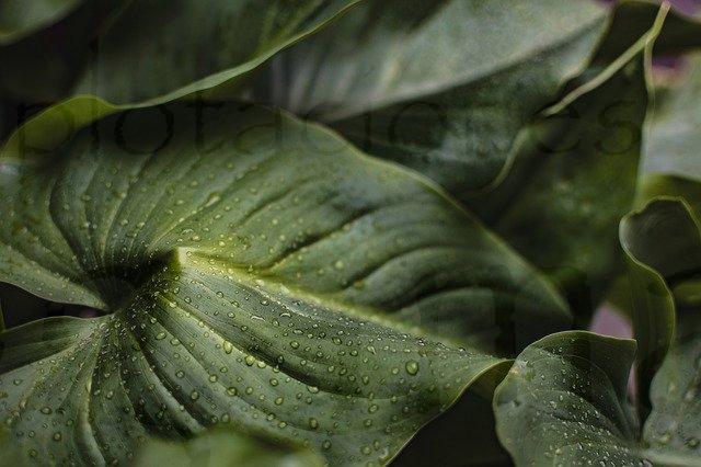 agua de lluvia