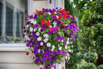 plantas-colgantes