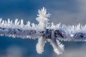 Cómo-proteger-a-las-plantas-en-invierno