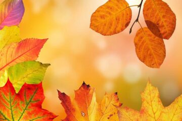 Consejos-para-cuidar-tus-plantas-en-otoño