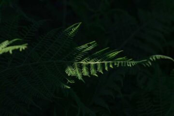 plantas de sombra