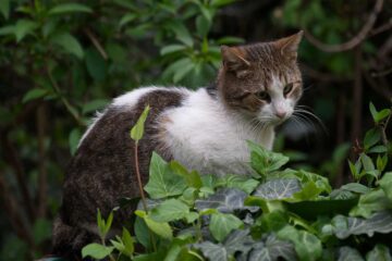 plantas-seguras-para-gatos