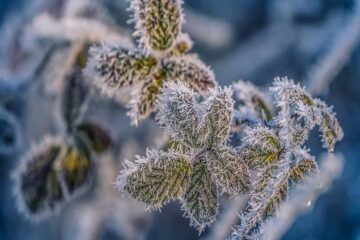 Consejos para proteger a tus plantas de las heladas