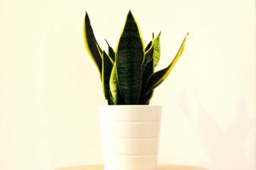 Decoración-minimalista-con-sansevierias
