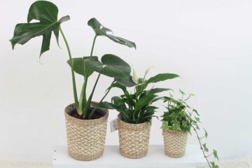 mini-plantas