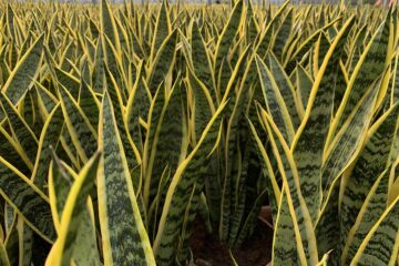 Sansevieria trifasciata