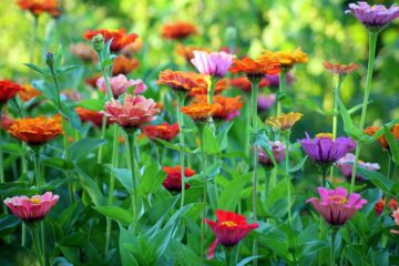 como-decorar-un-jardín-pequeño