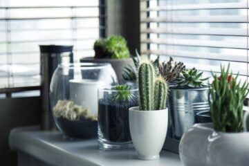 Dónde-poner-una-planta-de-interior