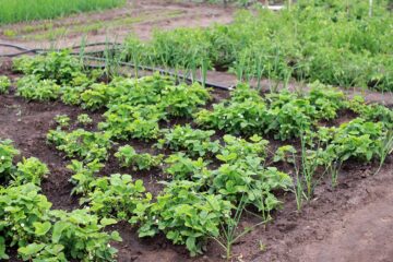 Cómo hacer un huerto de plantas ornamentales