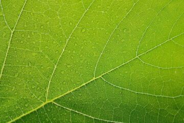 Las plantas y los beneficios del color verde
