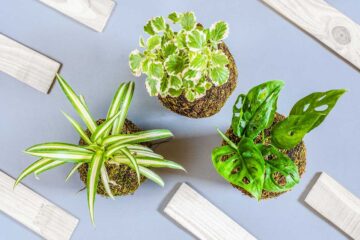 Plantas-ornamentales-sin-maceta