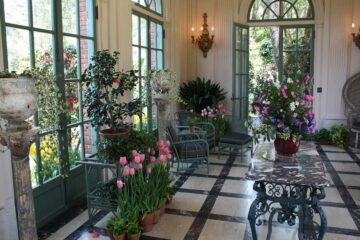 Plantas de moda en 2021