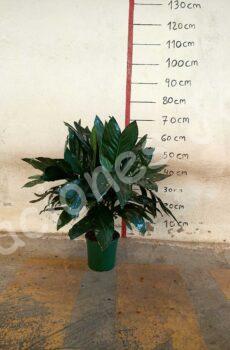 chamaedorea-metálica-c17