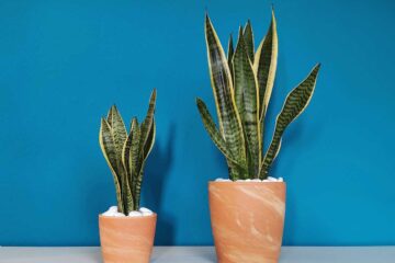 El-Covid-19-dispara-la-venta-de-plantas