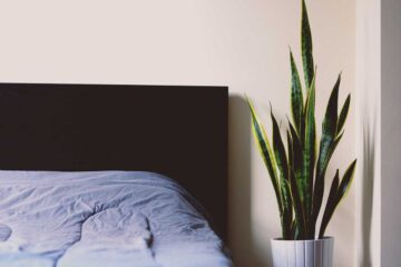 Plantas-ideales-para-pisos