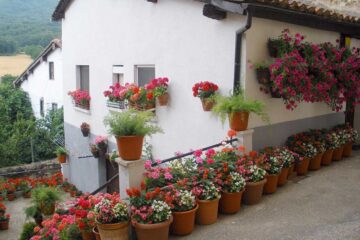 que-le-pasa-a-tus-plantas-en-verano