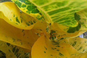 Cómo-evitar-las-hojas-amarillas