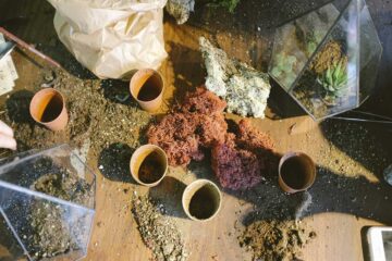 cómo-y-cuándo-abonar-tus-plantas