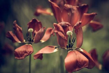 porque-se-secan-tus-plantas