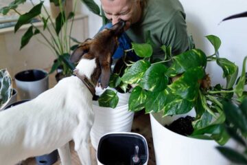 plantas-de-interior-y-mascotas
