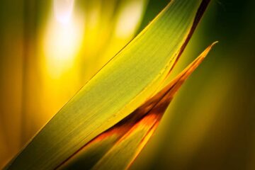 protege-a-tus-plantas-de-las-olas-de-calor