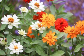 Las-plantas-y-el-Feng-Shui