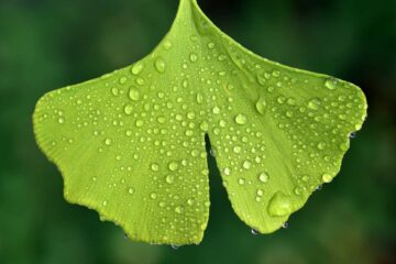 plantas-para-mantener-fresca-la-casa