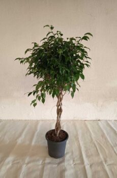 Ficus-benjamina-trenzado-c25